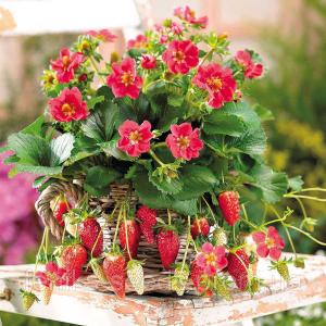 Клубника "ТРИСТАН" (6 шт.)